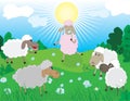 Sheeps in pasture