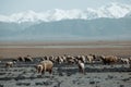 Sheeps pasture in field with snowy mountains Royalty Free Stock Photo