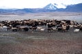 Sheeps pasture in field with snowy mountains