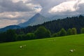 Sheeps on pasture in Gipuzkoa, Euskadi Royalty Free Stock Photo