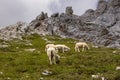 Sheeps pasture near Triglav mountain