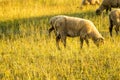 Sheeps on a pasture in summer Royalty Free Stock Photo