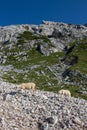 Sheeps pasture in Triglav national park