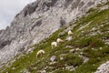 Sheeps pasture in Triglav national park high in mountains