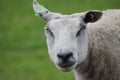 Sheeps playing in meadow in pile of sand in the Netherlands Royalty Free Stock Photo
