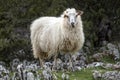 White horned long pelage sheep