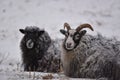 Sheeps in the snow, Kolmarden, Ostergotland, Sweden