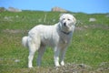 Sheeps and Pyrenean Mountain Dog