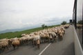 Sheeps on the road