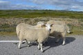 Sheeps on the road Royalty Free Stock Photo