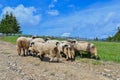 Sheeps on the road of Transilvania