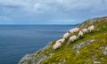 Sheeps roaming near the Slieve League, County Donegal, Ireland