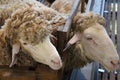 Sheeps from selected breeds livestock are placed in the cages.