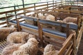 Sheeps from selected breeds livestock are placed in the cages.