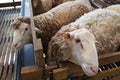 Sheeps from selected breeds livestock are placed in the cages.