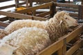 Sheeps from selected breeds livestock are placed in the cages.
