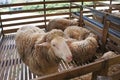 Sheeps from selected breeds livestock are placed in the cages.