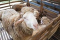 Sheeps from selected breeds livestock are placed in the cages.