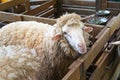 Sheeps from selected breeds livestock are placed in the cages.