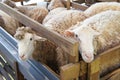 Sheeps from selected breeds livestock are placed in the cages.