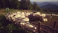 Sheeps in sheepfold Royalty Free Stock Photo