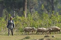 Sheeps and shepherd holding a stick in a field, Bardia, Nepal Royalty Free Stock Photo