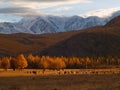 Sheeps and snowy mountains Royalty Free Stock Photo