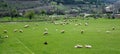 Sheeps on a soccer field Royalty Free Stock Photo