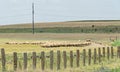 Sheeps stall, flock eating green grass, countryside fence