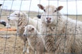 Sheeps Royalty Free Stock Photo