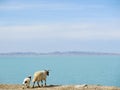 Sheeps standing near the Mountain lake at Qinghai, China Royalty Free Stock Photo