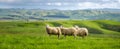 Sheeps standing in sunny green field under blue sky background. Nature pasture landscape