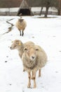 Standing sheeps Royalty Free Stock Photo