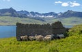Sheeps staying at ruins of the farmhouse in the green meadow of Mjoifjordur