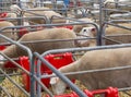 A Sheeps in a steel lambing sheds at a Australia farming industries. Royalty Free Stock Photo