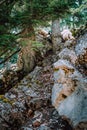 Sheeps on the steep rocky slope in old pine trees forest. Highlands on Kefalonia island. Greece Royalty Free Stock Photo