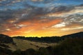 Sheeps at Sunset