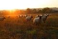Sheeps in the sunset