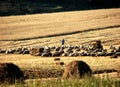 Sheeps and swain Royalty Free Stock Photo