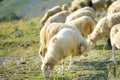 Sheeps with tags on ears and red marks on backs are grazing on pasture in mountain valley. Wool and food production. Growing