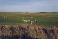 Sheeps at Texel grassland in the evening Royalty Free Stock Photo