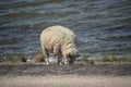 Sheeps on a on Texel island in The Netherlands Royalty Free Stock Photo