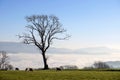 Sheeps and tree Royalty Free Stock Photo