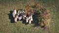 Sheeps at tree top down aerial. Farm animal at mountain valley. Autumn nature landscape. Countryside Royalty Free Stock Photo