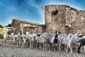 Sheeps in El Molinar Royalty Free Stock Photo