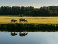 Sheeps walking on the bank of a canal Royalty Free Stock Photo