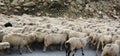 Sheeps walking on mountain road in Kargil, India Royalty Free Stock Photo