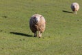 Sheeps at Westerhever Royalty Free Stock Photo