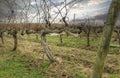 Sheeps wool clinging to the winter vines