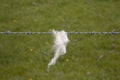 Sheeps' Wool Snagged on Barbed Wire